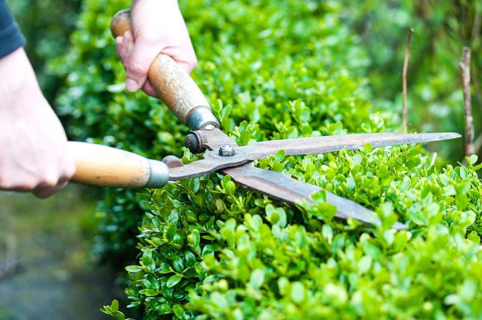 Hecke Schneiden